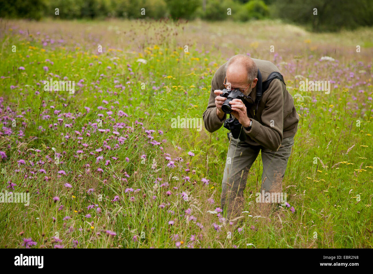 man taking photos of knapweeds in a meadow, Germany, Rhineland-Palatinate Stock Photo