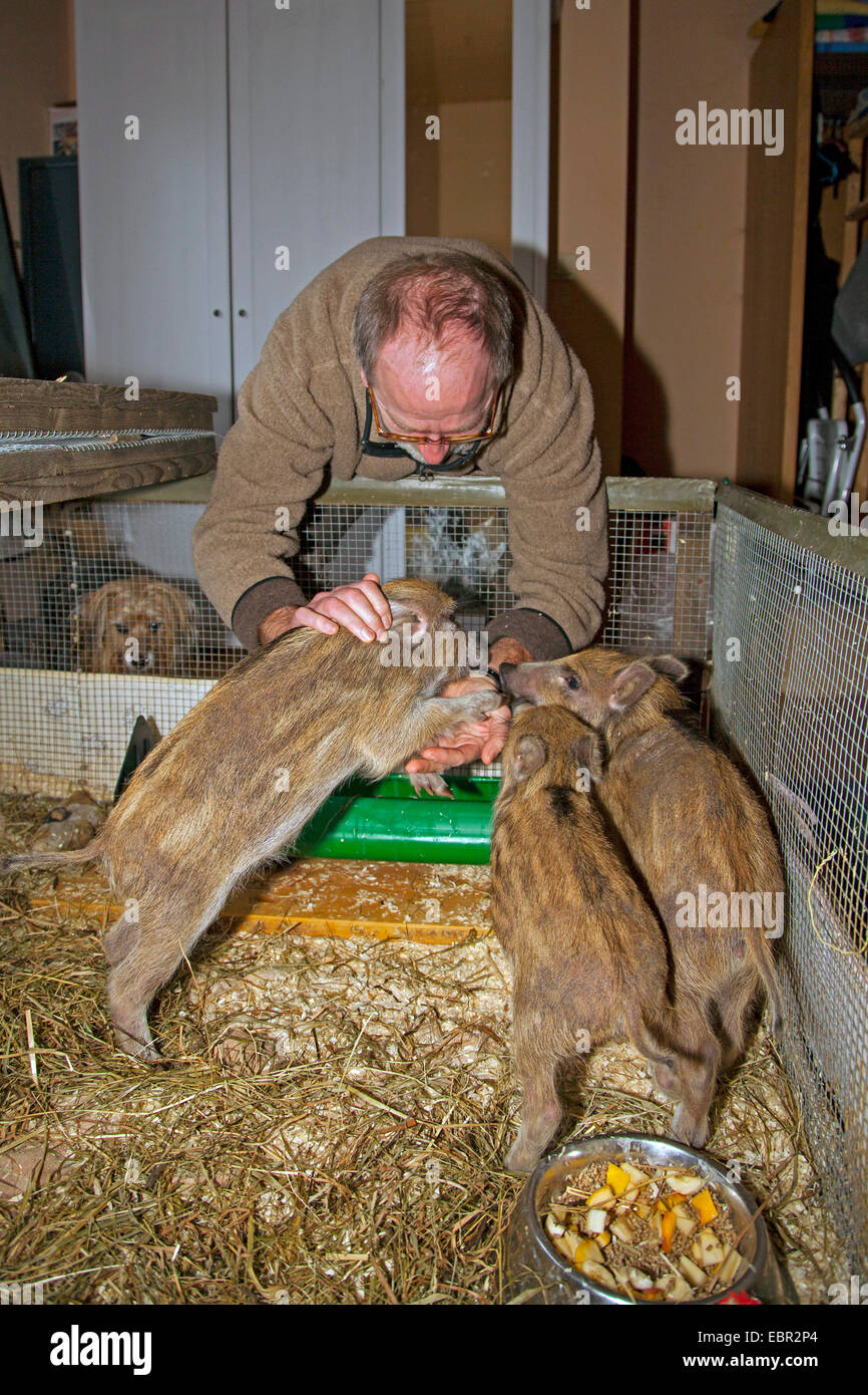 wild boar, pig, wild boar (Sus scrofa), man looking after three shoats in a cage, Germany Stock Photo