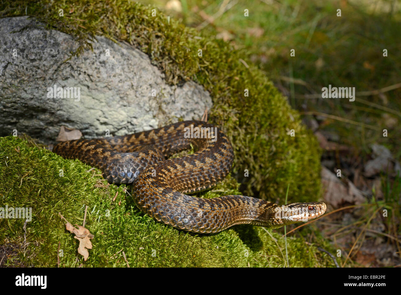 Swedish snakes hi-res stock photography and images - Alamy