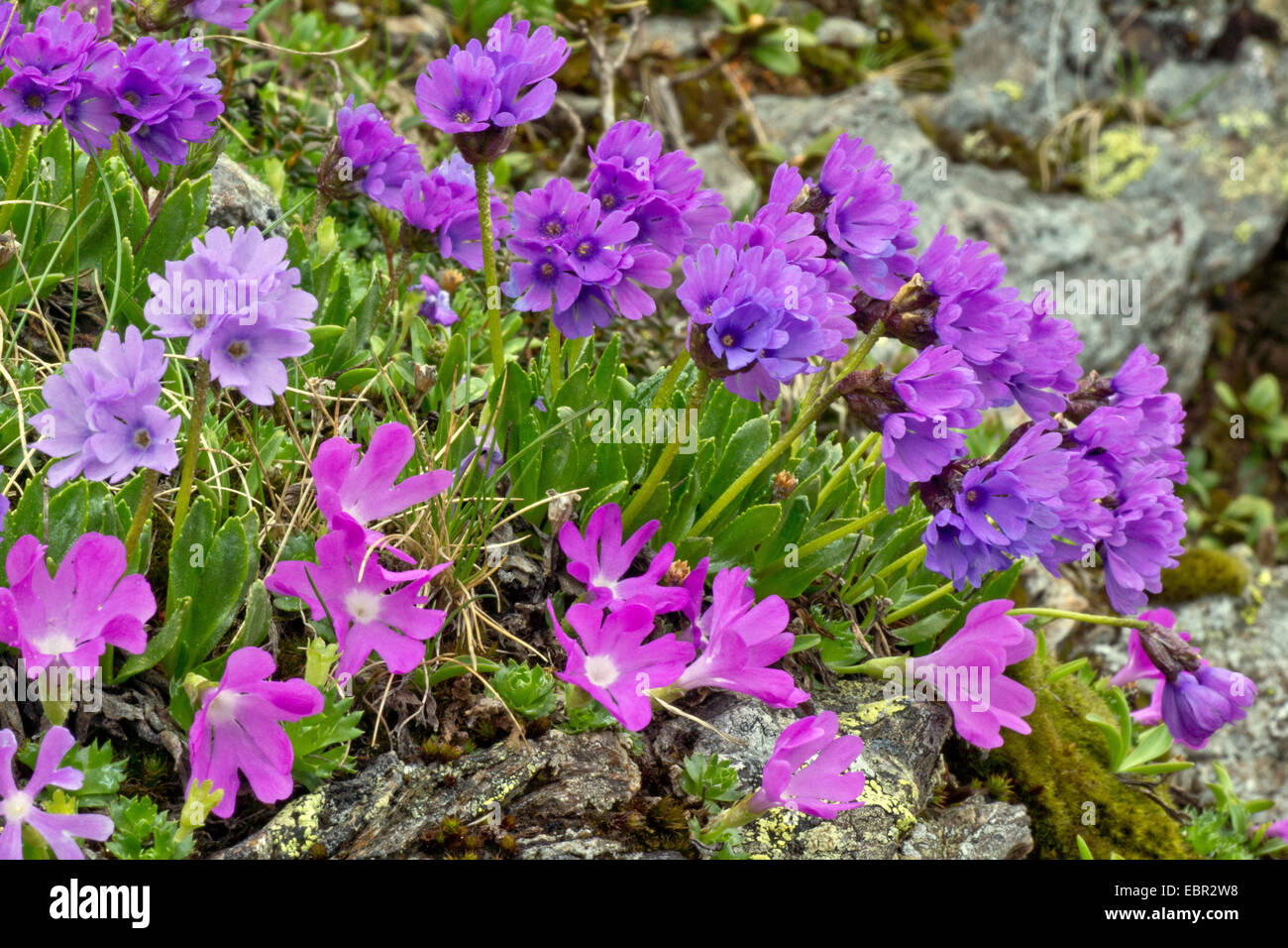 Glutinosa Primrose (Primula glutinosa), blooming together with Alpine primrose, Primula minima, Austria, Kaernten, Nockberge National Park Stock Photo