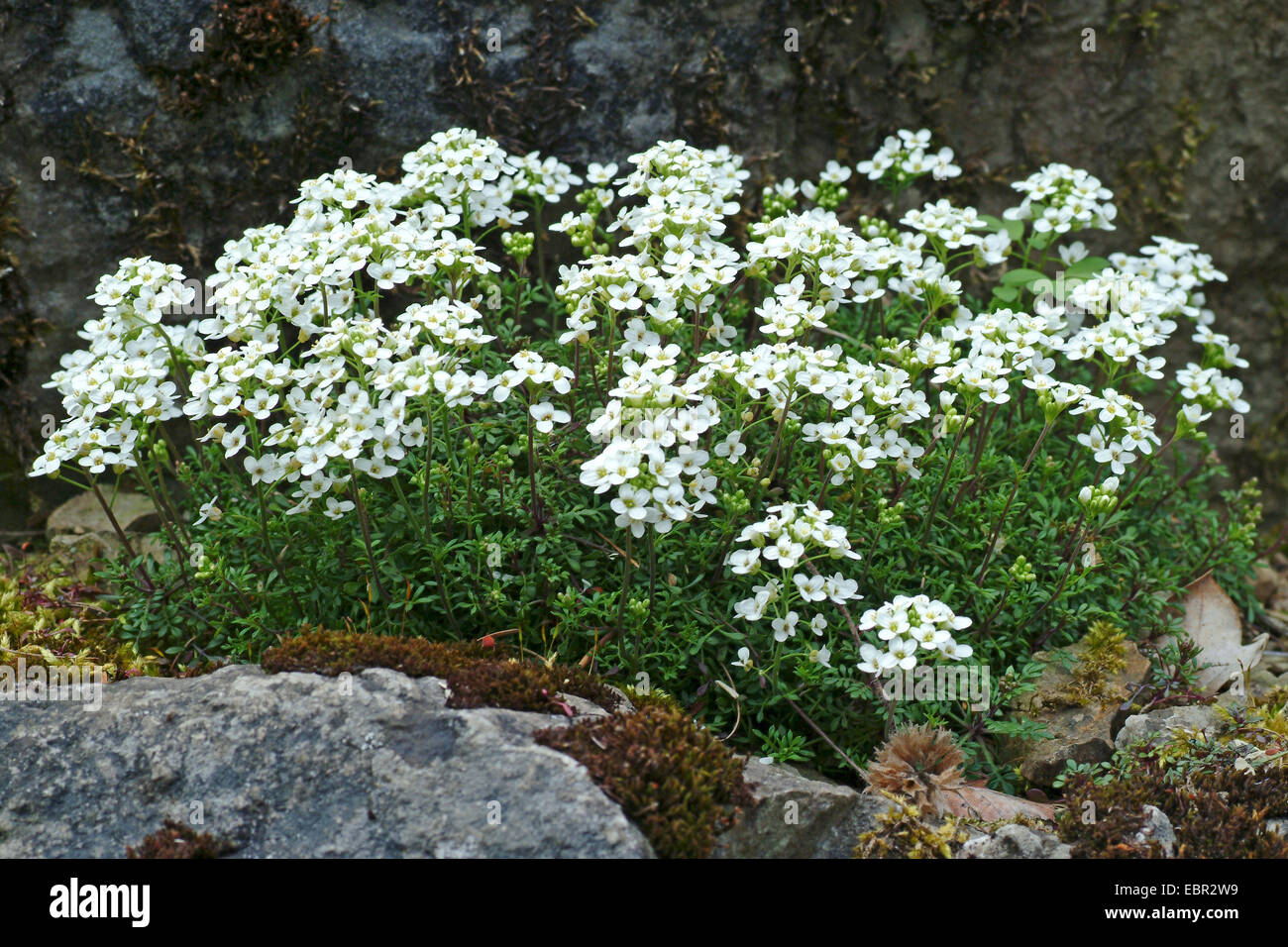 Chamois Cress, Chamois Grass (Pritzelago alpina, Hutchinsia alpina, Iberidella alpina), blooming, Germany Stock Photo