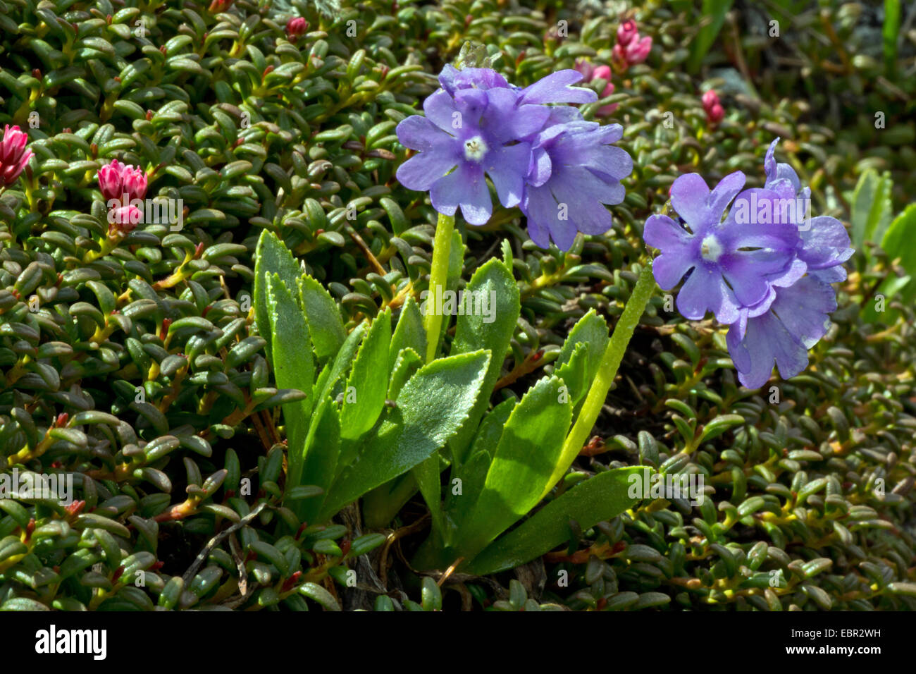Glutinosa Primrose (Primula glutinosa), blooming, Austria, Kaernten, Nockberge National Park Stock Photo