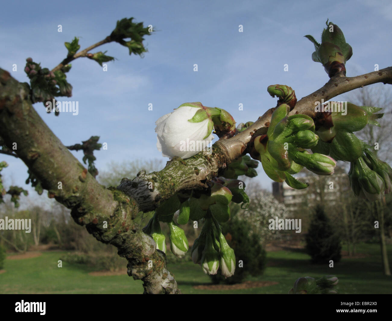 oriental cherry (Prunus serrulata 'Shirotae', Prunus serrulata Shirotae), cultivar Shirotae, opening bud Stock Photo