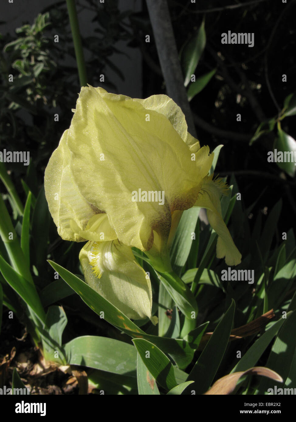 Iris reichenbachii (Iris reichenbachii), flower Stock Photo