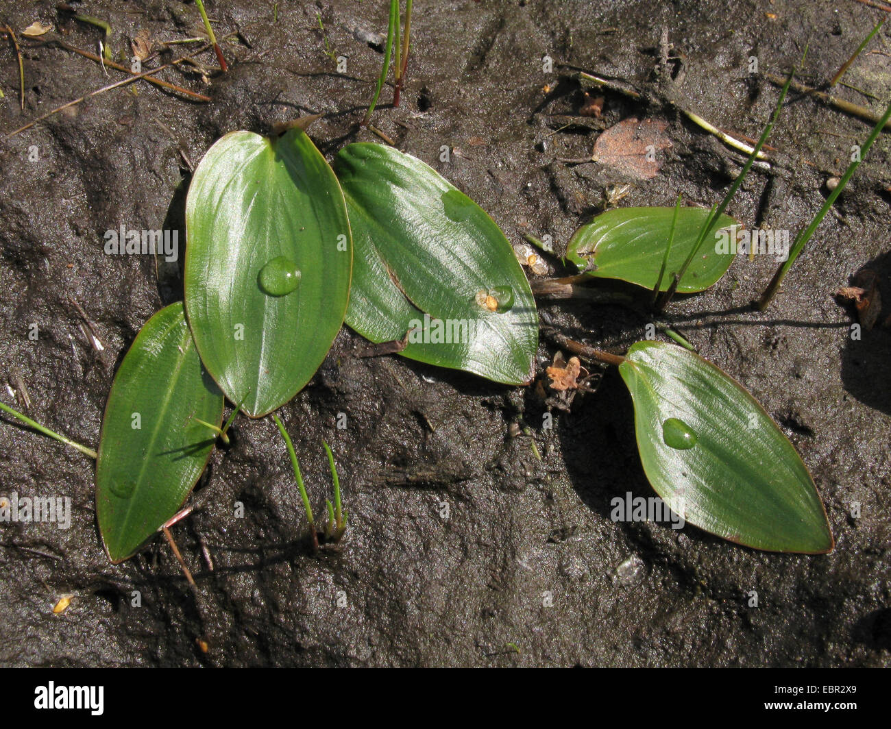 Bog pondweed (Potamogeton polygonifolius), on a muddy shore, Germany, Lower Saxony Stock Photo