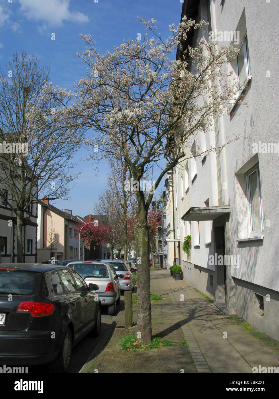 Lamarck's Serviceberry (Amelanchier lamarckii), grafted tree in a street, Germany Stock Photo