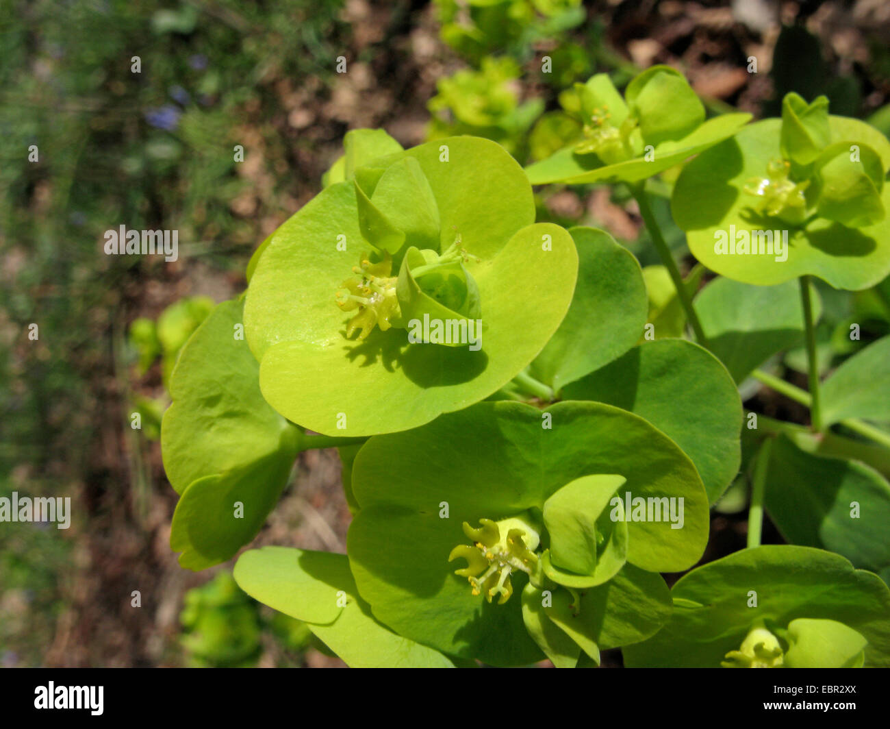 wood spurge (Euphorbia amygdaloides), inflorescences, Germany Stock Photo