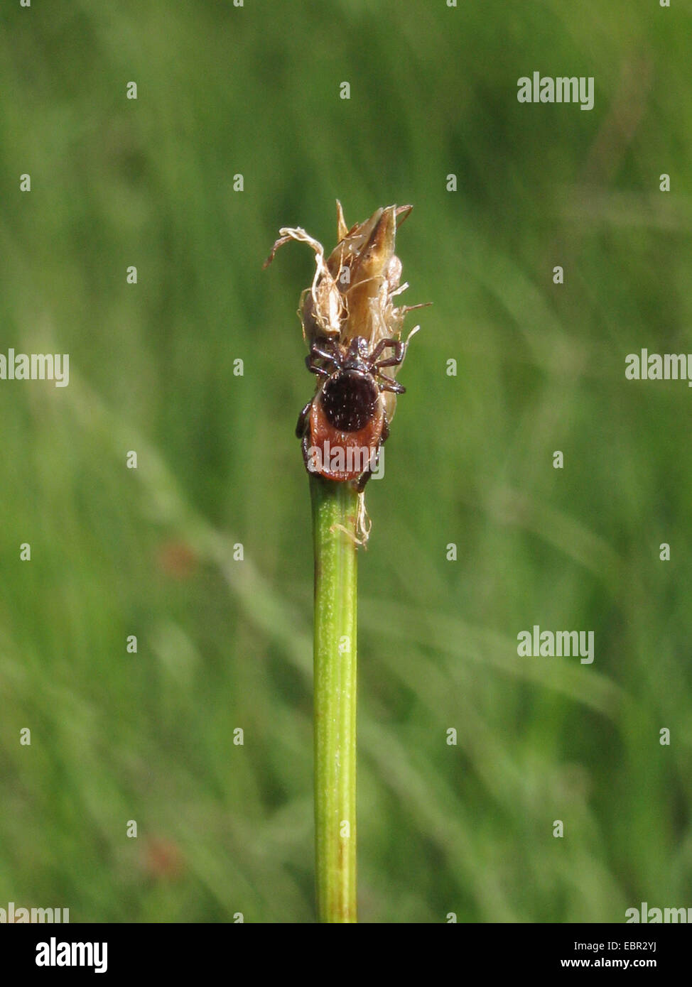 Deergrass, Deer's hair (Trichophorum germanicum, Trichophorum cespitosum ssp. germanicum), inflorescence with lurking tick, Germany, Lower Saxony Stock Photo