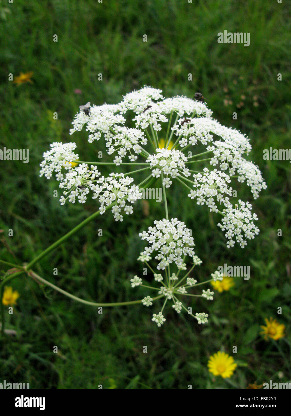 Peucedanum oreoselinum (Peucedanum oreoselinum), inflorescence, Germany, Bavaria Stock Photo