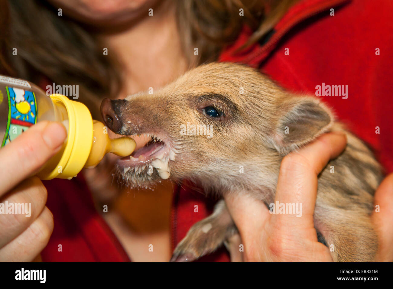 wild boar, pig, wild boar (Sus scrofa), piglet is brought up on the bottle, Germany Stock Photo