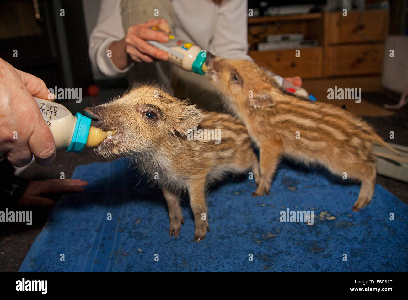 wild boar, pig, wild boar (Sus scrofa), two piglets are brought up on the bottle, Germany Stock Photo