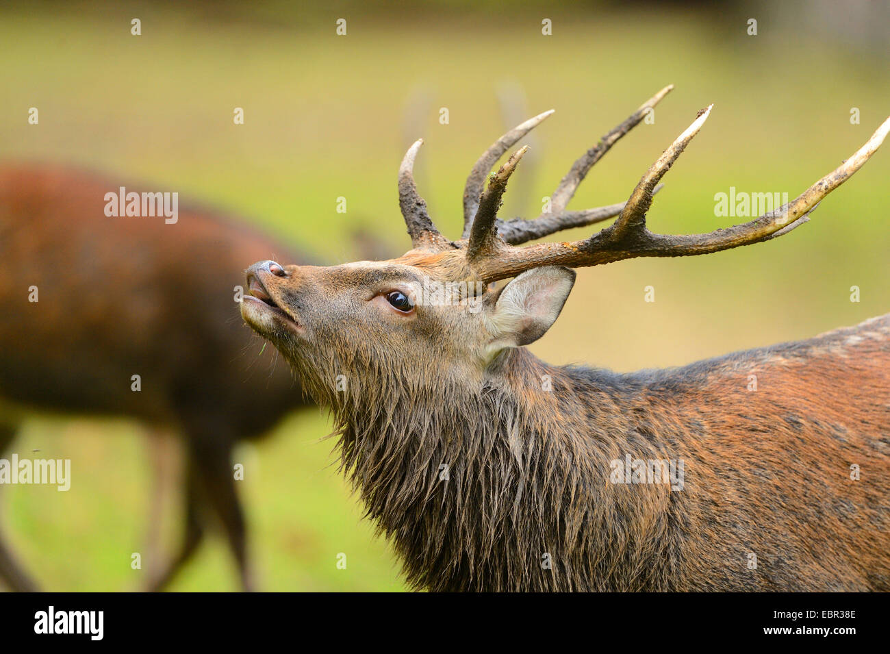 Sika deer, Tame sika deer, Tame deer (Cervus nippon), picking up the scent Stock Photo