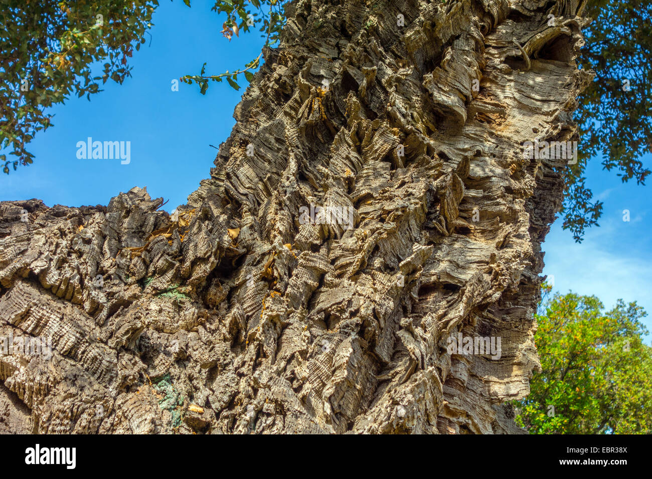 Cork Oak tree with thick bark Quercus suber against blue sky Stock Photo Alamy