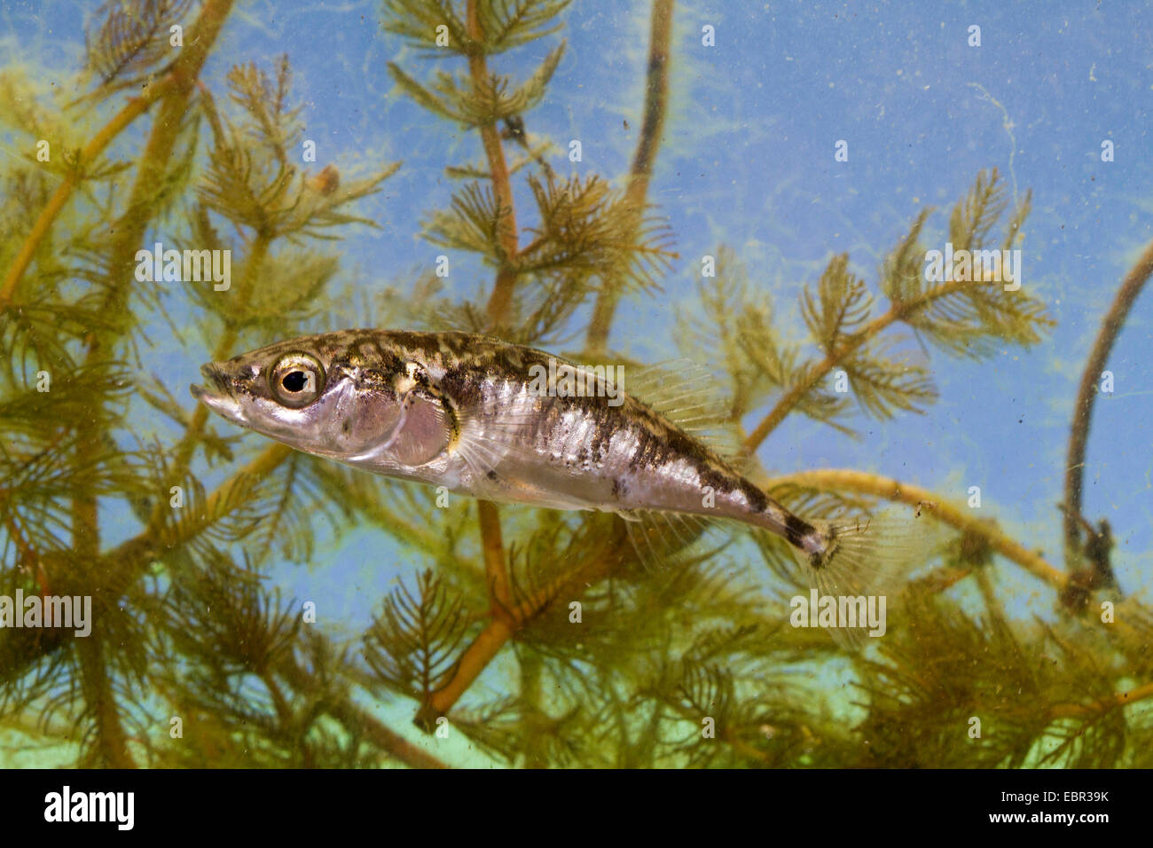three-spined stickleback (Gasterosteus aculeatus), full-length portrait, Germany Stock Photo