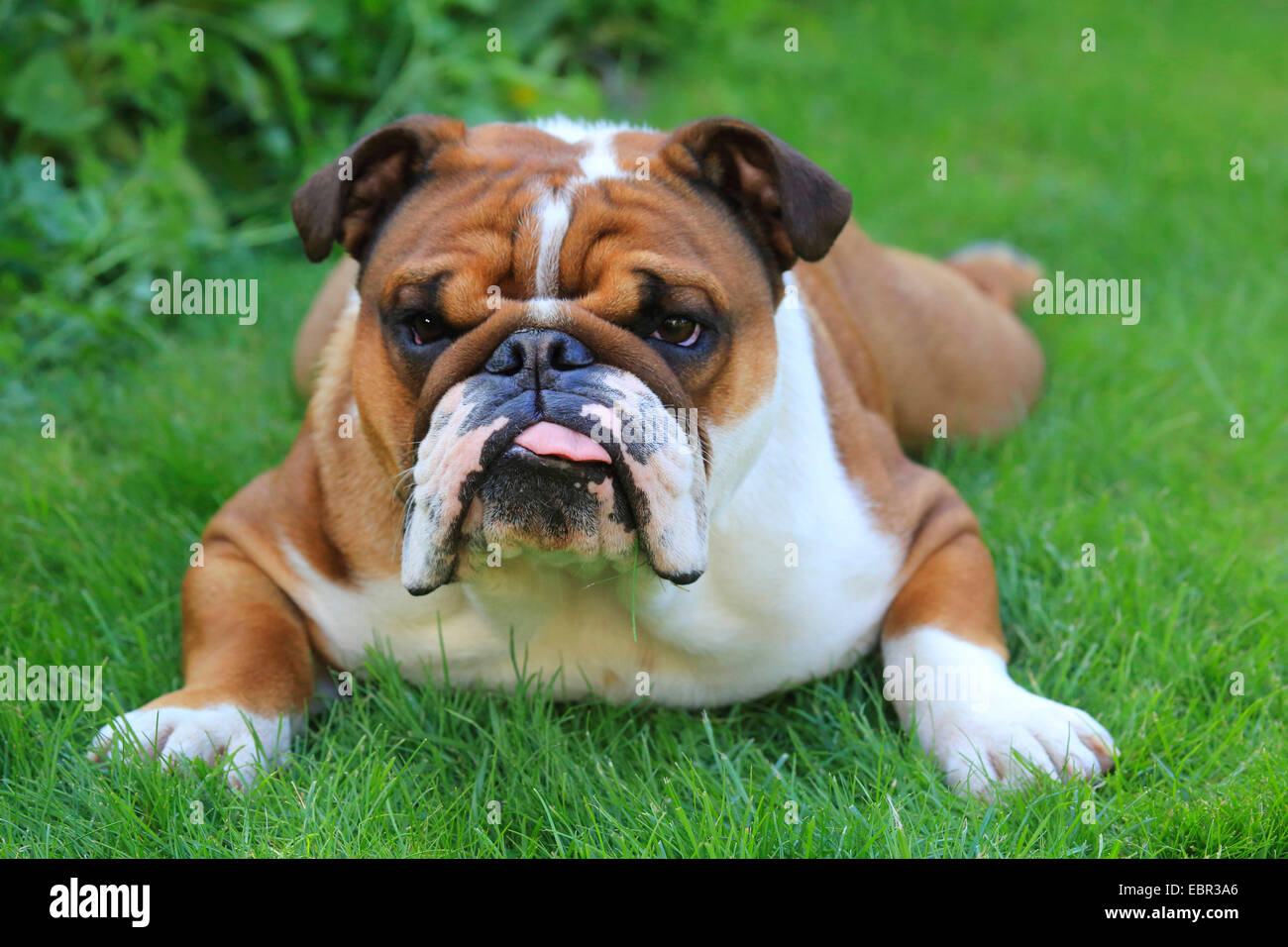 English bulldog (Canis lupus f. familiaris), lying in a meadow, Germany Stock Photo