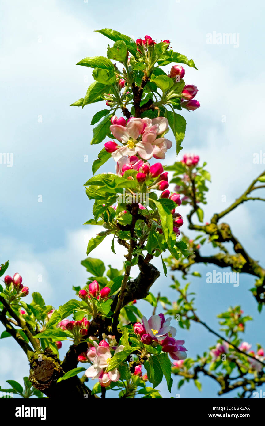 apple tree (Malus domestica), apple flowers of cultivar Holsteiner Cox, Germany Stock Photo