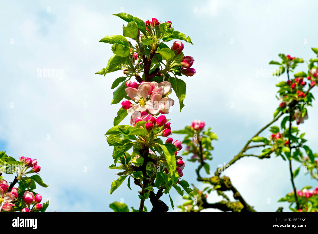 apple tree (Malus domestica), apple flowers of cultivar Holsteiner Cox, Germany Stock Photo