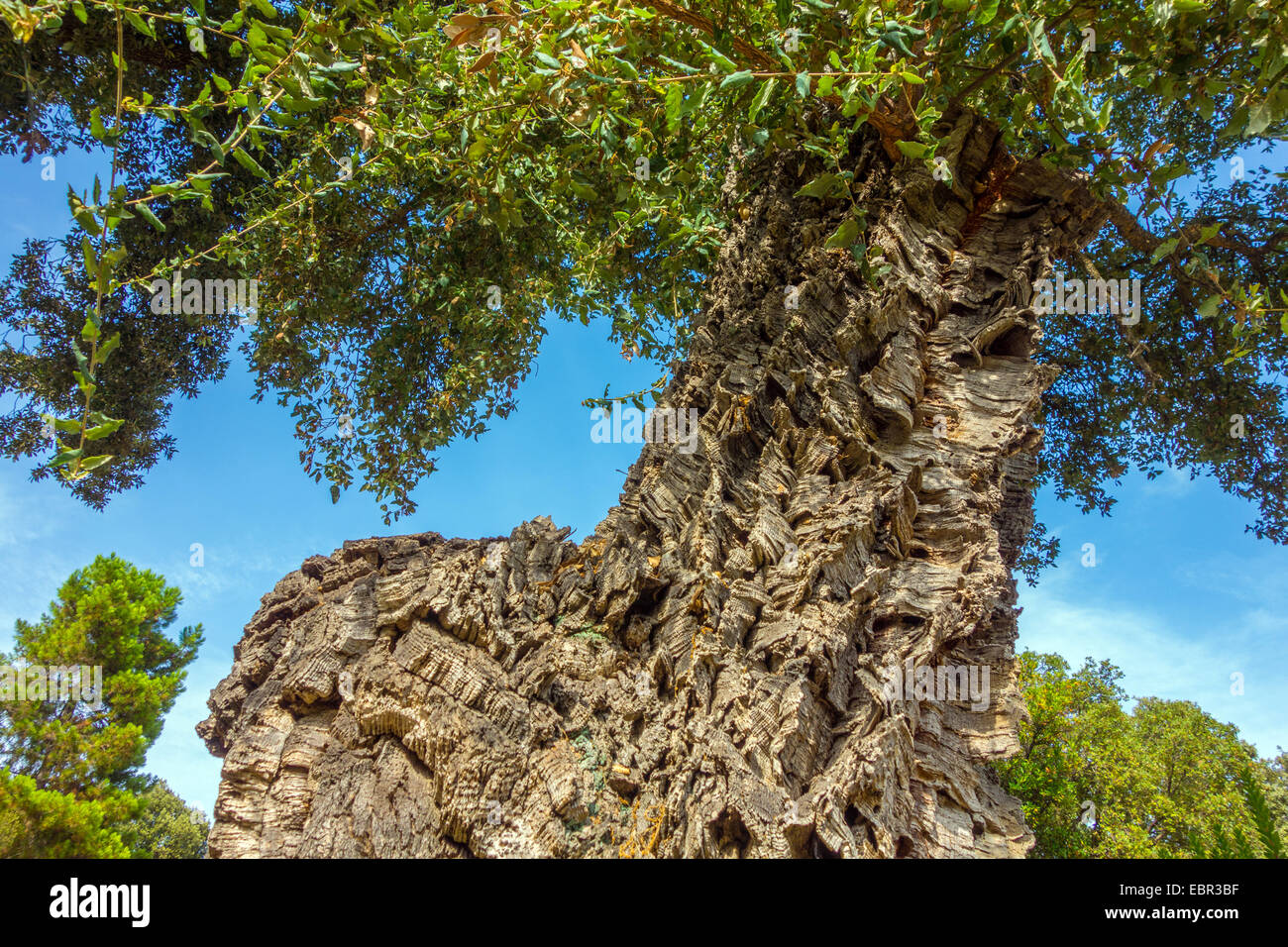 Cork Oak tree with thick bark Quercus suber against blue sky Stock ...