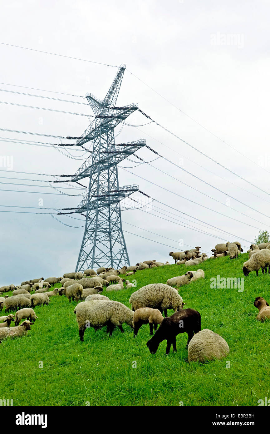 power pole at the Elbe near Stade, flock of sheep on the Elbdyke, Germany, Lower Saxony Stock Photo
