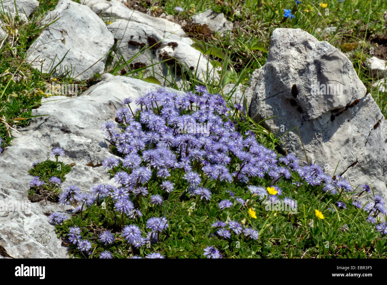Globe daisy (Globularia nudicaulis), flowering, Austria, Kaernten, Dobratsch Stock Photo