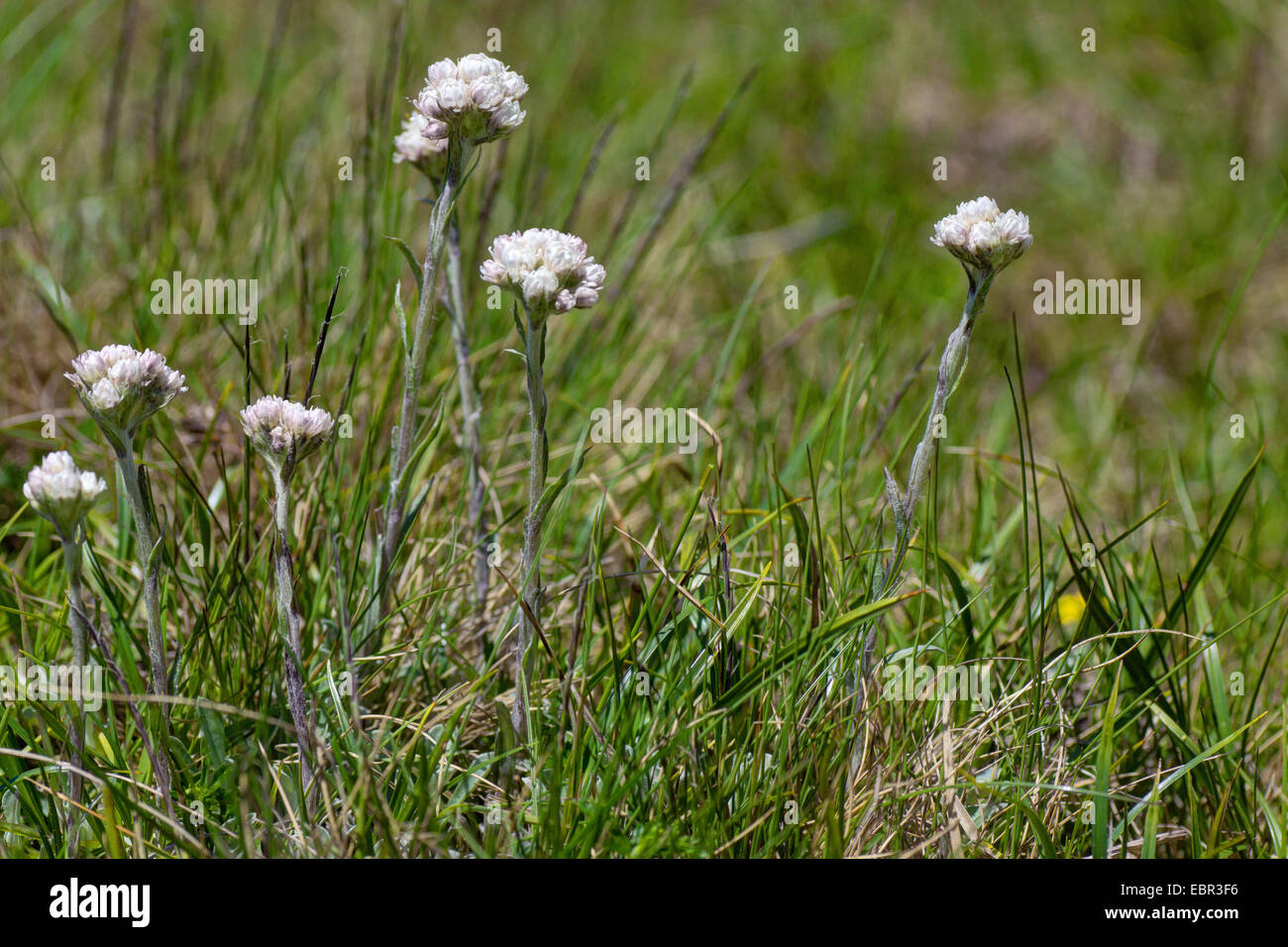 Mountain Everlasting, Catsfoot, Cudweed, Stoloniferous Pussytoes, Cat's-foot (Antennaria dioica), blooming, Austria, Kaernten, Nockberge National Park Stock Photo