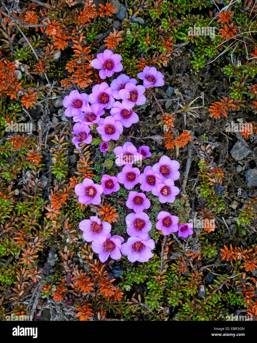 mountain saxifrage, purple saxifrage, twinflowered saxifrage (Saxifraga oppositifolia), blooming between moss cushions, Iceland Stock Photo