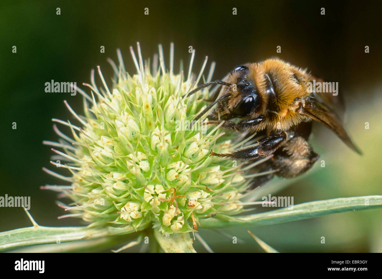 Mining bee (Andrena assimilis), female foraging on Field eryngo , Germany Stock Photo
