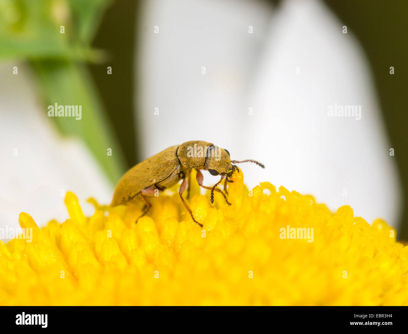 Soft-wing flower beetle (Danacea nigritarsis), eating pollen on ox-eye daisy flower, Germany Stock Photo