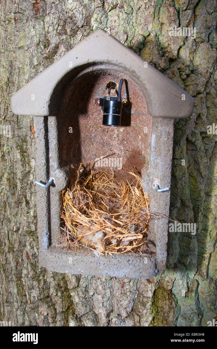 Bird Box, nest box with camera in the nesting box that can transfer pictures what is happening to a screen, Germany Stock Photo