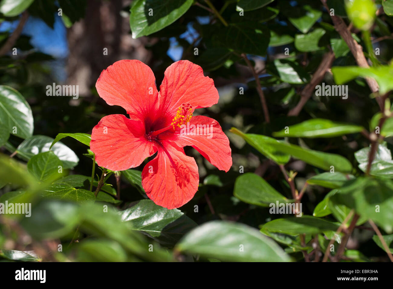 Chinese hibiscus (Hibiscus rosasinensis), flower Stock Photo Alamy