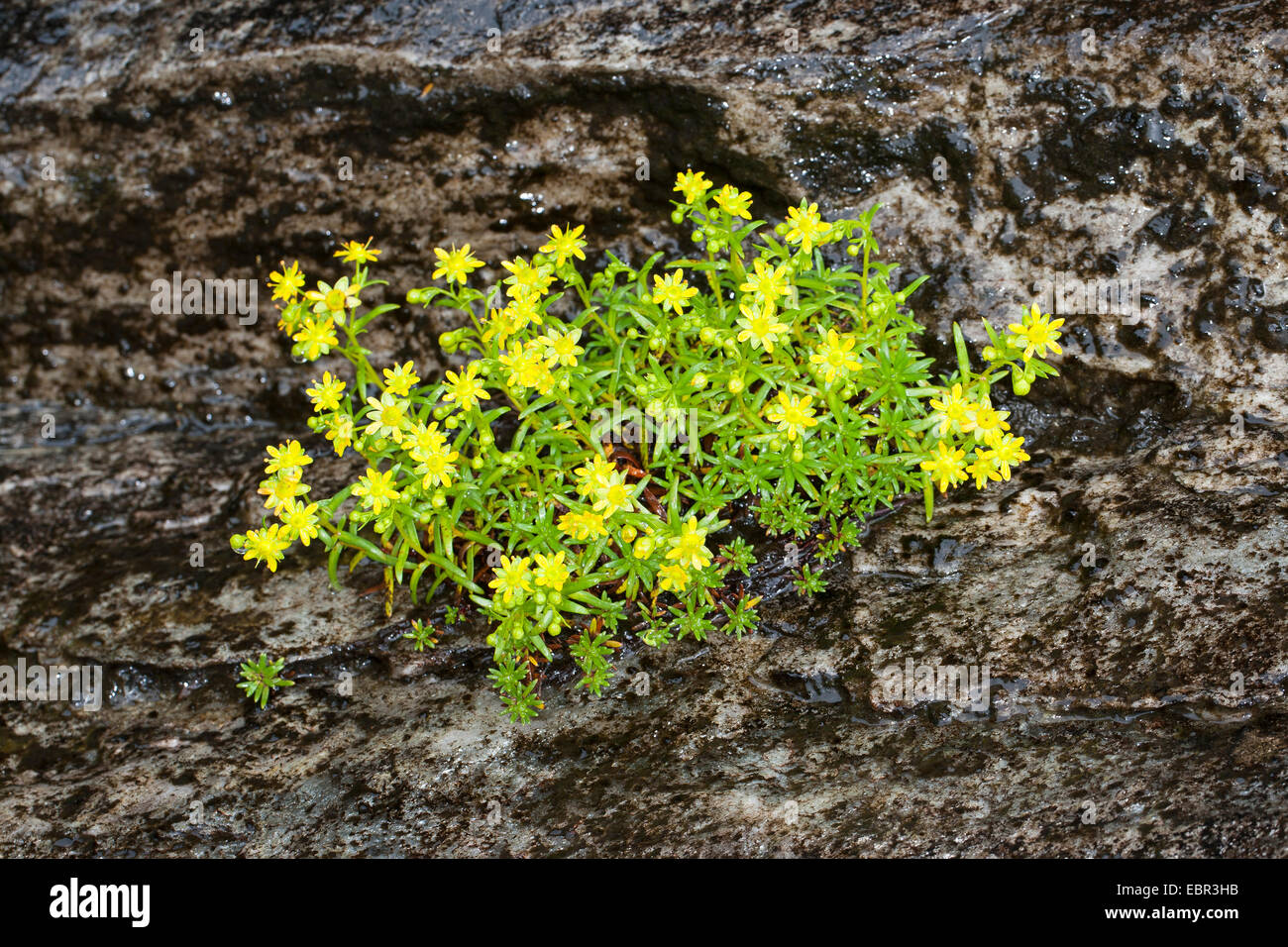 yellow saxifrage, yellow mountain saxifrage, evergreen saxifrage (Saxifraga aizoides), blooming on a rockwall, Germany Stock Photo