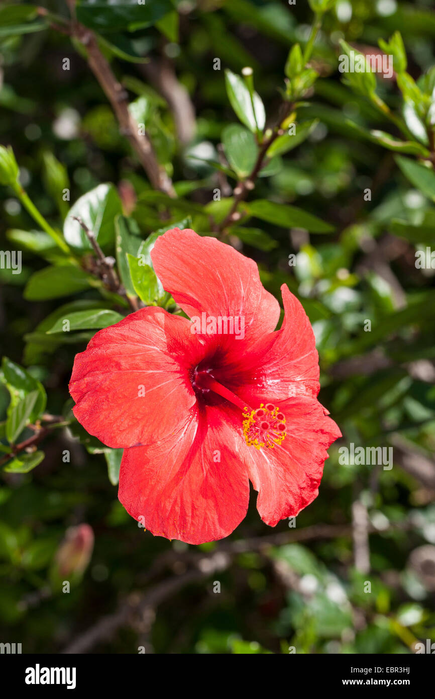 Chinese hibiscus (Hibiscus rosasinensis), flower Stock Photo Alamy