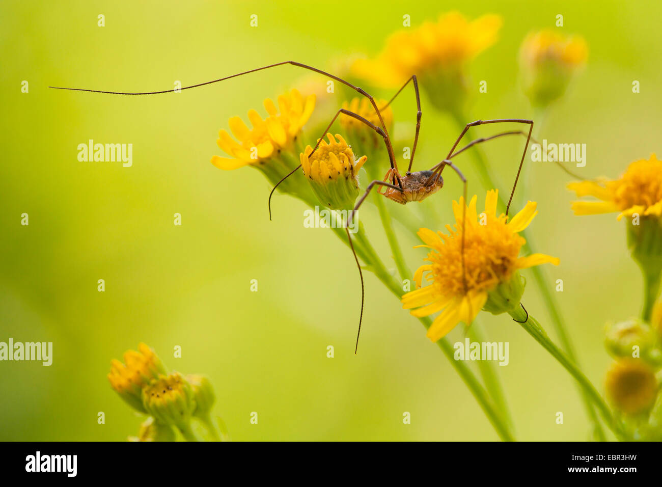 harvestmen, daddy longlegs (Opiliones, Phalangida), sitting on tansy ragwort, Germany, Rhineland-Palatinate Stock Photo