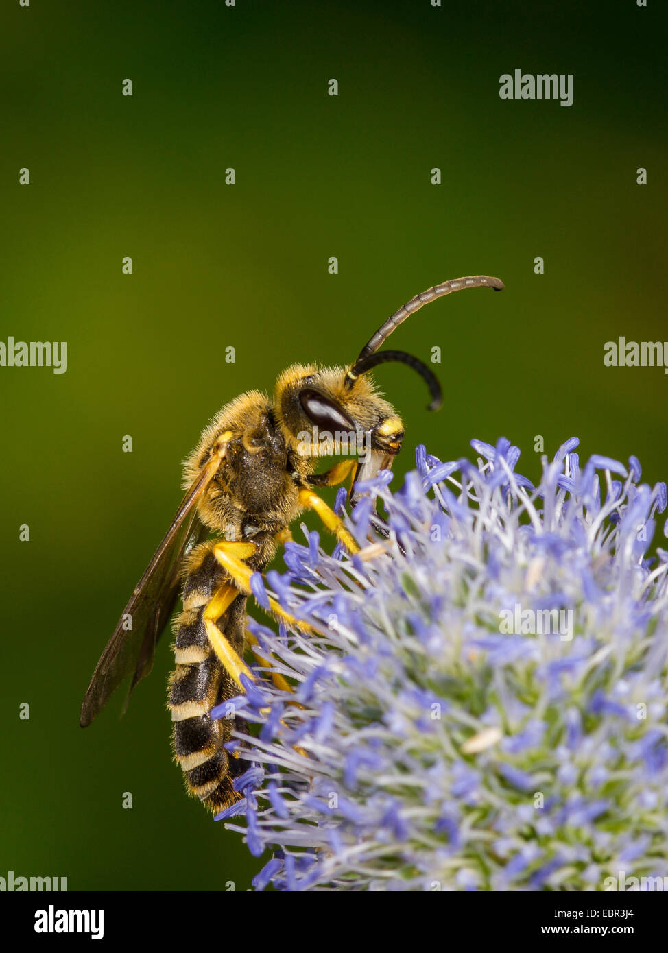 Sweat bee (Halictus scabiosae), male foraging on Eryngium planum, Germany Stock Photo