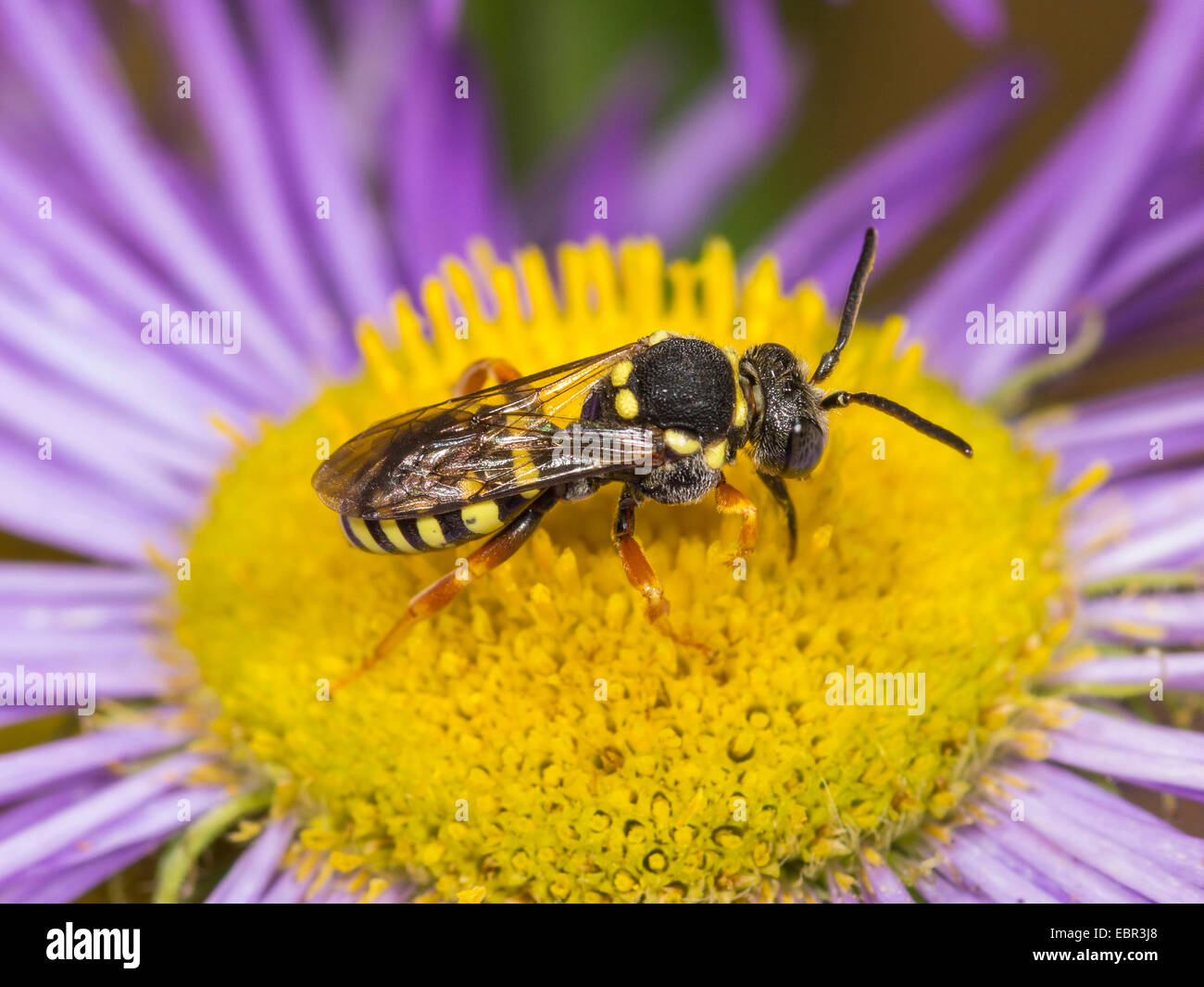 Cuckoo bee (Nomada flavopicta), male foraging on Erigeron annuus, Germany Stock Photo