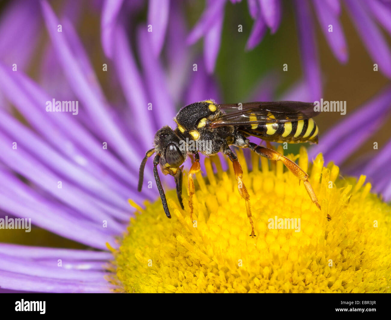 Cuckoo bee (Nomada flavopicta), male foraging on Erigeron annuus, Germany Stock Photo