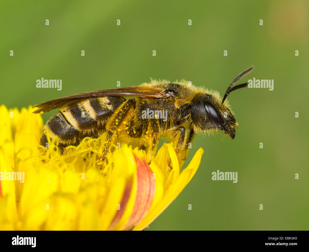 Sweat bee (Halictus scabiosae), female foraging on crepis, Germany Stock Photo