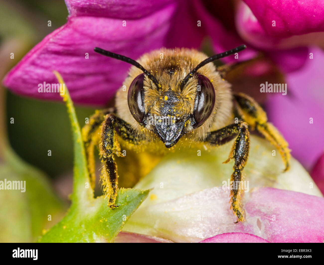 Leafcutter bee, Leafcutter-bee (Megachile ericetorum, Chalicodoma ericetorum, Pseudomegachile ericetorum), female pollen on perennial peavine (Lathyrus latifolius), Germany Stock Photo