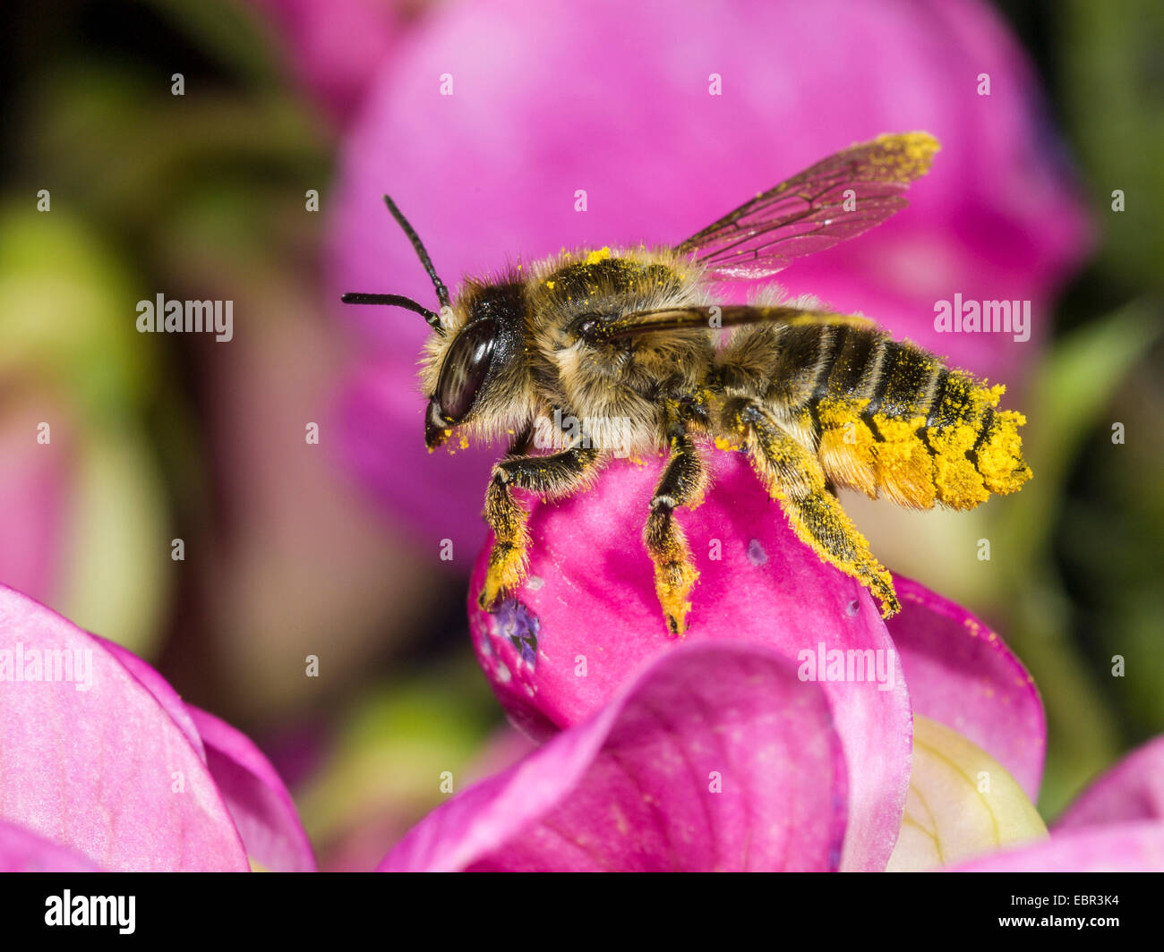 Leafcutter bee, Leafcutter-bee (Megachile ericetorum, Chalicodoma ericetorum, Pseudomegachile ericetorum), female pollen on perennial peavine (Lathyrus latifolius), Germany Stock Photo