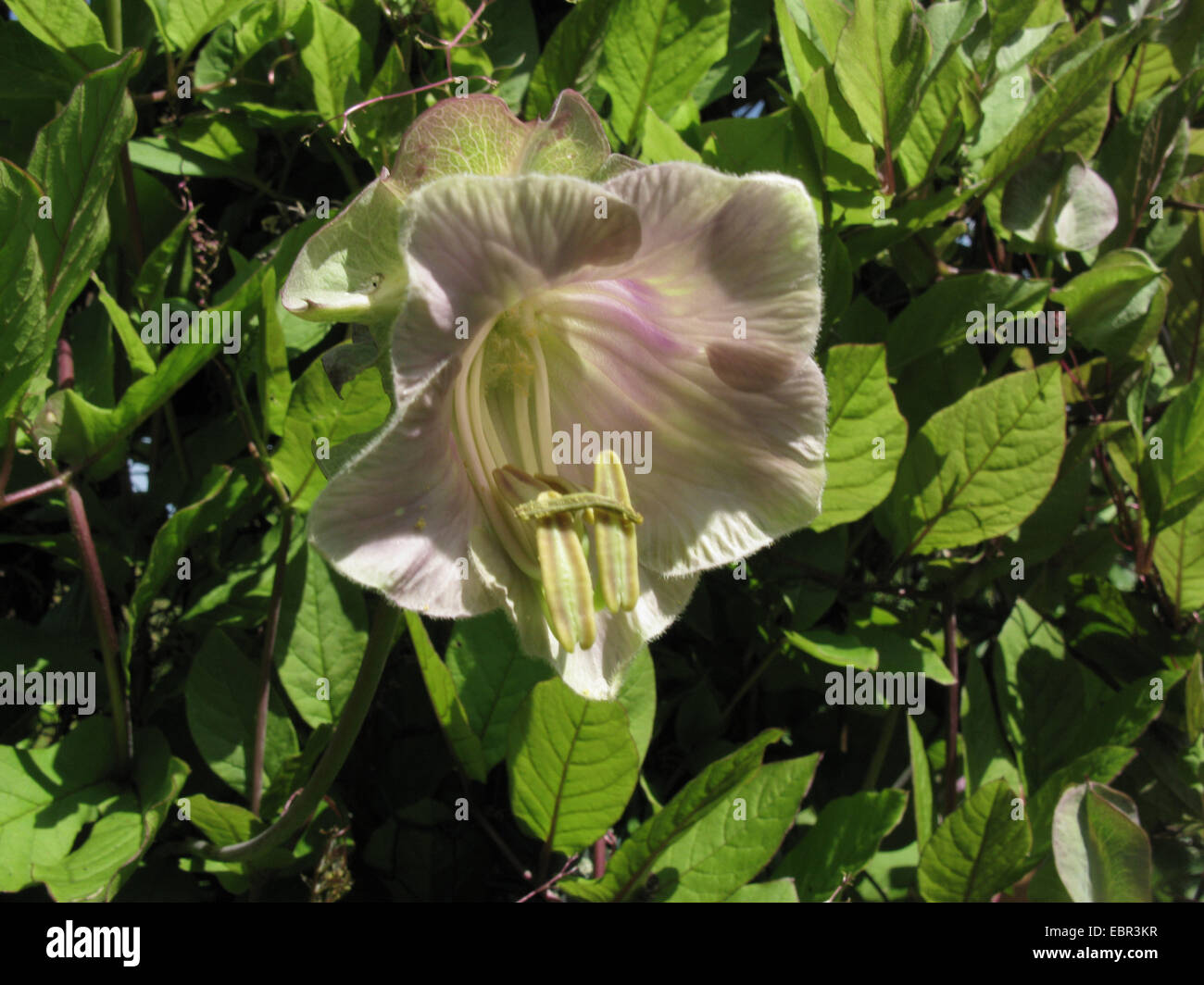 cup-and-saucer vine (Cobaea scandens), flower Stock Photo