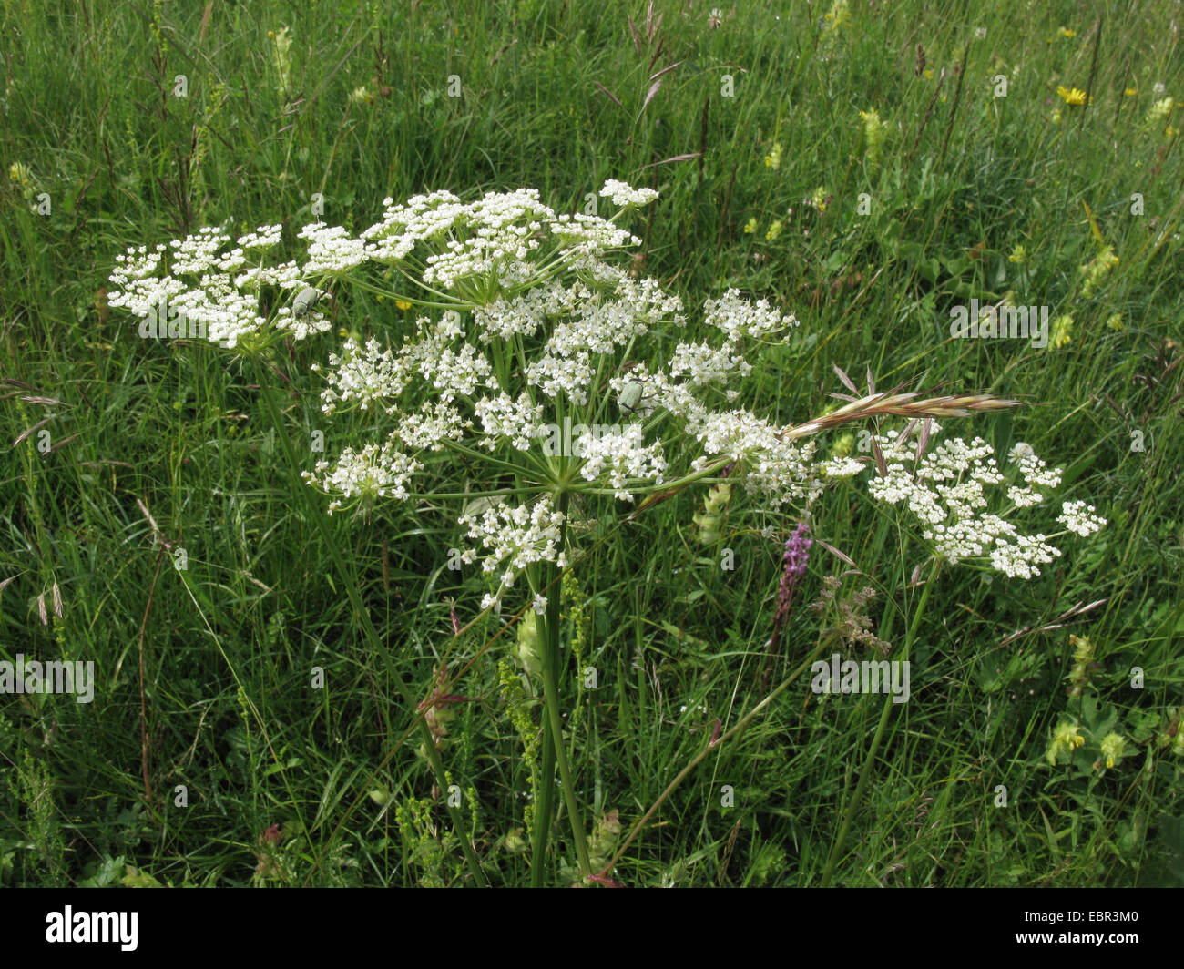 Peucedanum oreoselinum (Peucedanum oreoselinum), inflorescence, Germany, Bavaria Stock Photo