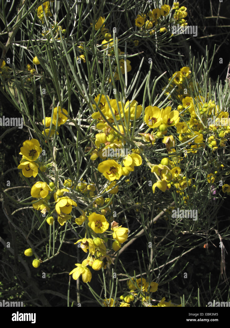 Silver Cassia, Feathery Cassia, Silver Senna (Senna artemisioides, Cassia artemisioides), blooming branch Stock Photo