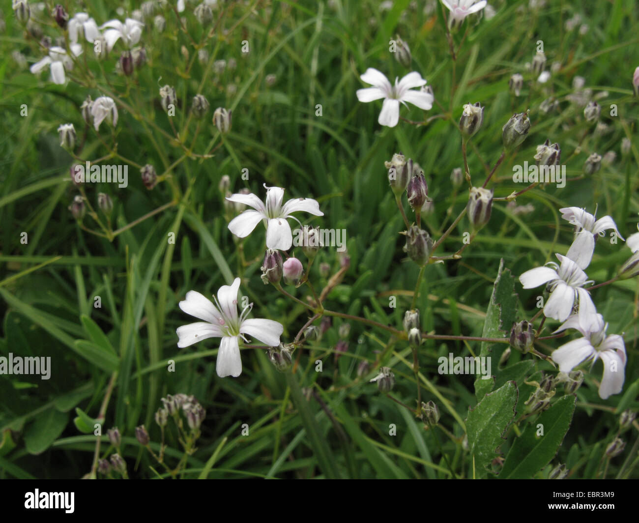 Creeping baby's breath, Alpine Gypsophila (Gypsophila repens), blooming, Germany, Bavaria Stock Photo