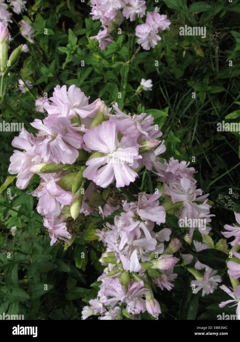 bouncingbet, bouncing-bet, soapwort (Saponaria officinalis), with double flowers, Germany, North Rhine-Westphalia Stock Photo