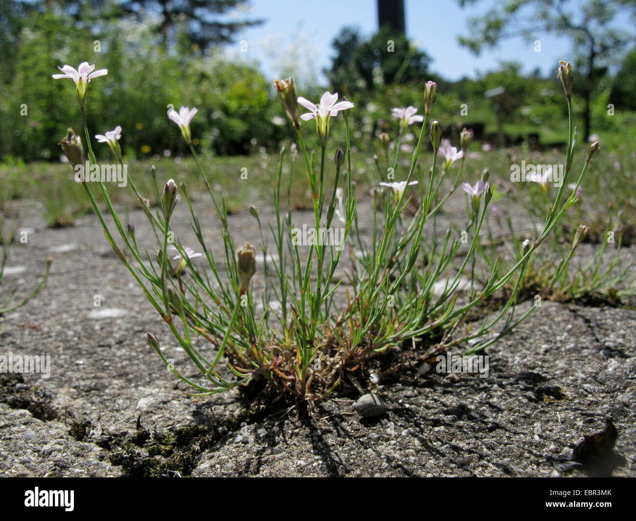 Tunic, Pink saxifrage, Tunic flower (Petrorhagia saxifraga, Tunica saxifraga), blooming on a pavement, Germany, North Rhine-Westphalia Stock Photo