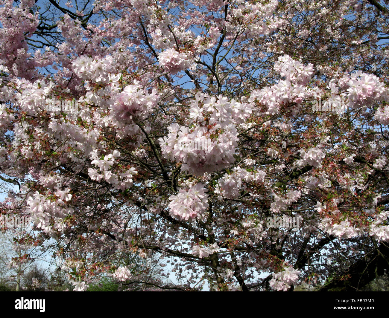 Sargent Cherry, Sargent's Cherry (Prunus sargentii 'Accolade', Prunus