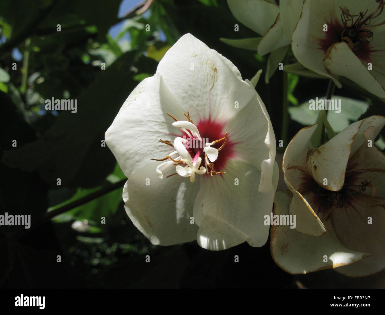 Wedding Bells, Cape Wedding Flower (Dombeya tiliacea), flower in sunlight Stock Photo