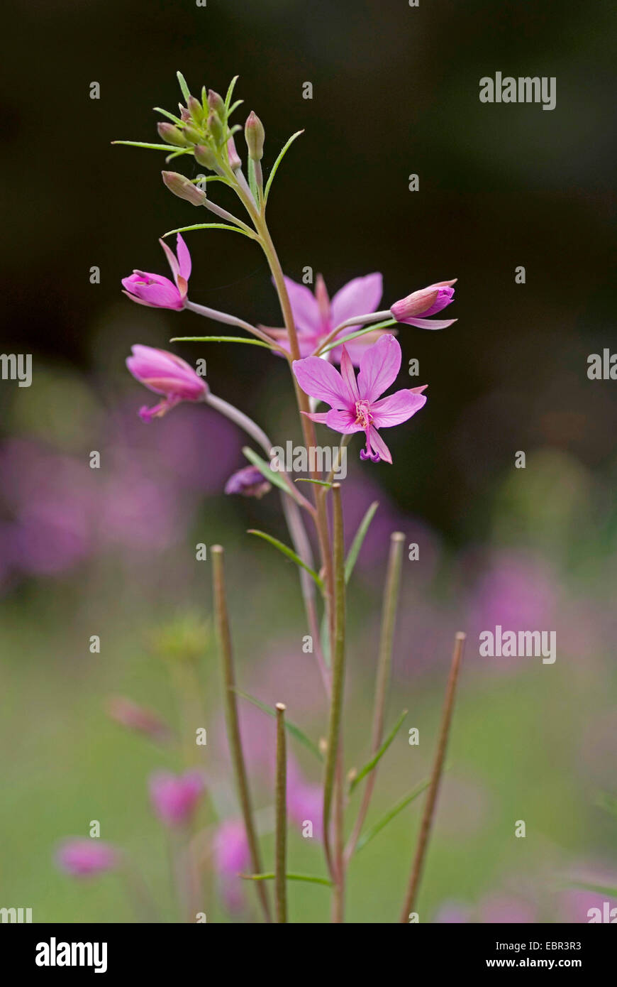 Alpine Willowherb (Epilobium dodonaei), inflorescence, Germany Stock Photo