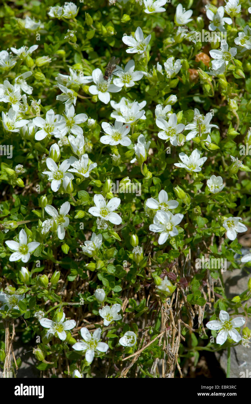 Fringed Sandwort (Arenaria ciliata), blooming, Switzerland Stock Photo