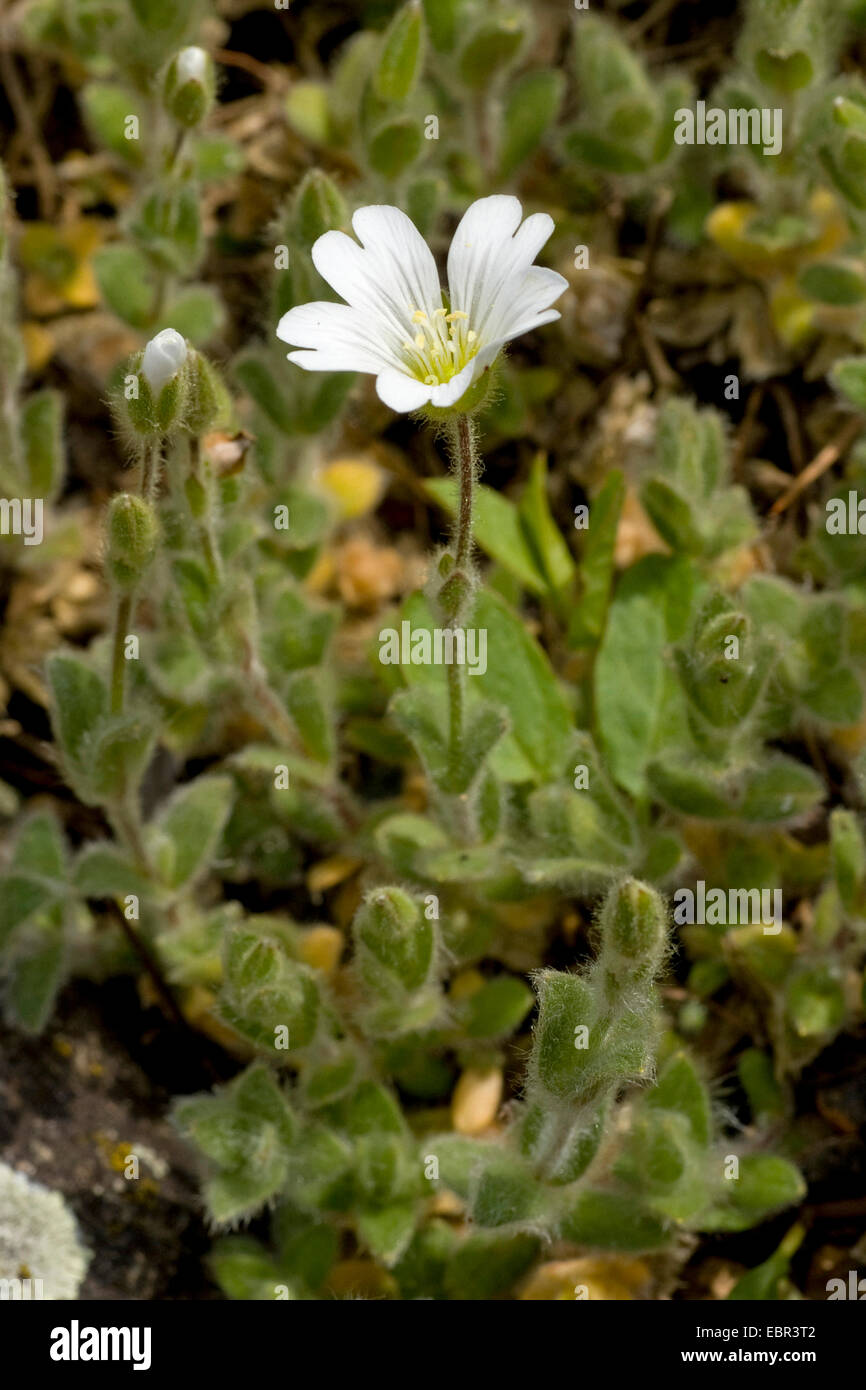 alpine mouse-ear, alpine chickweed (Cerastium alpinum ssp. lanatum), blooming, Germany Stock Photo